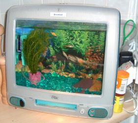 fish-tank